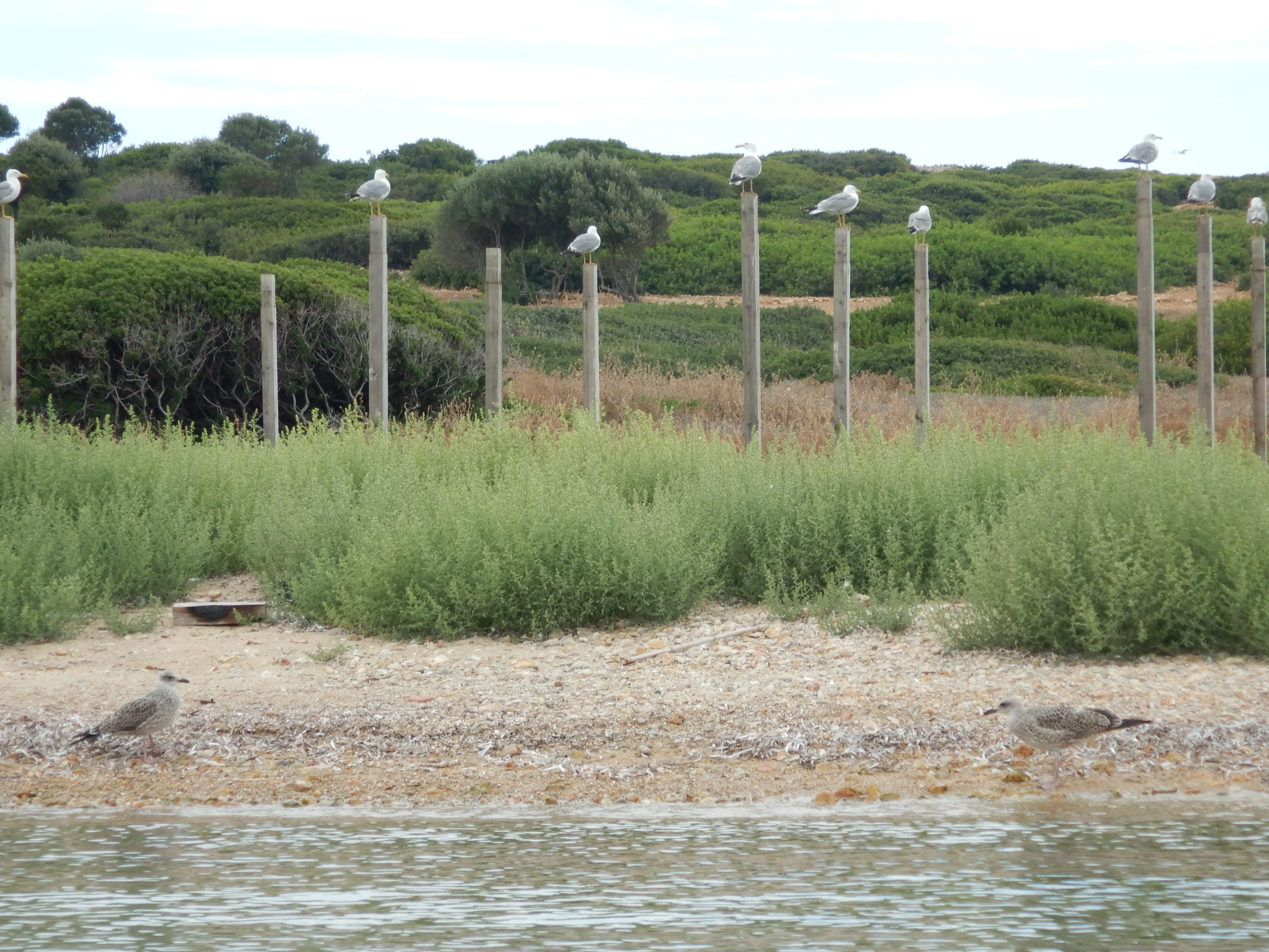 Καβούρι - Κατραμονήσι